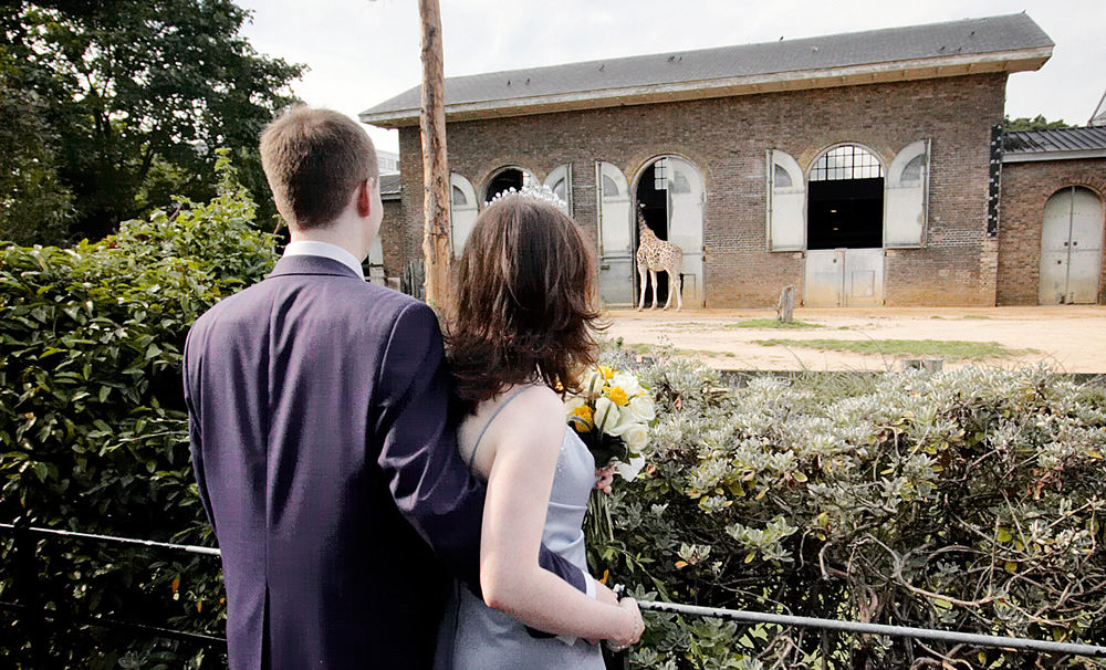 Paul and Edith look at a giraffe before their wedding ceremony in London Zoo