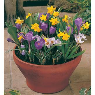 Large picture of Spring-flowering bulbs